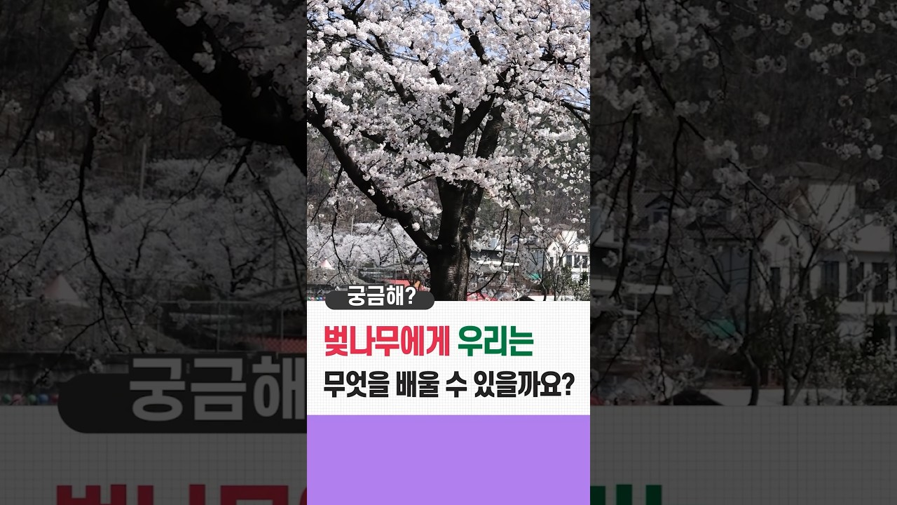 🌳벚나무가 알려준, 무리하지 않고 살아가는 법 #숲해설 #자연에서 배우는 삶의 지혜