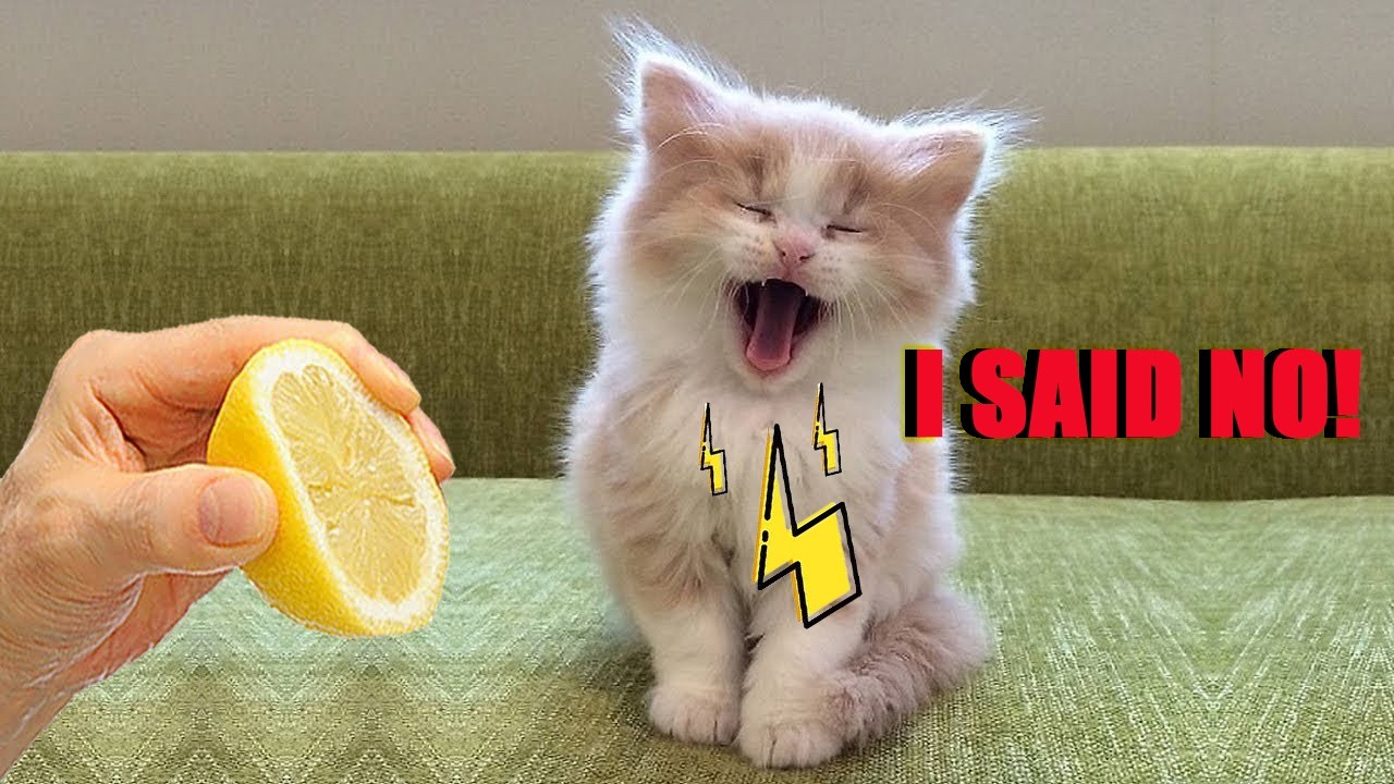 My Cat Just Argued With Me in English 😂🤪 😹