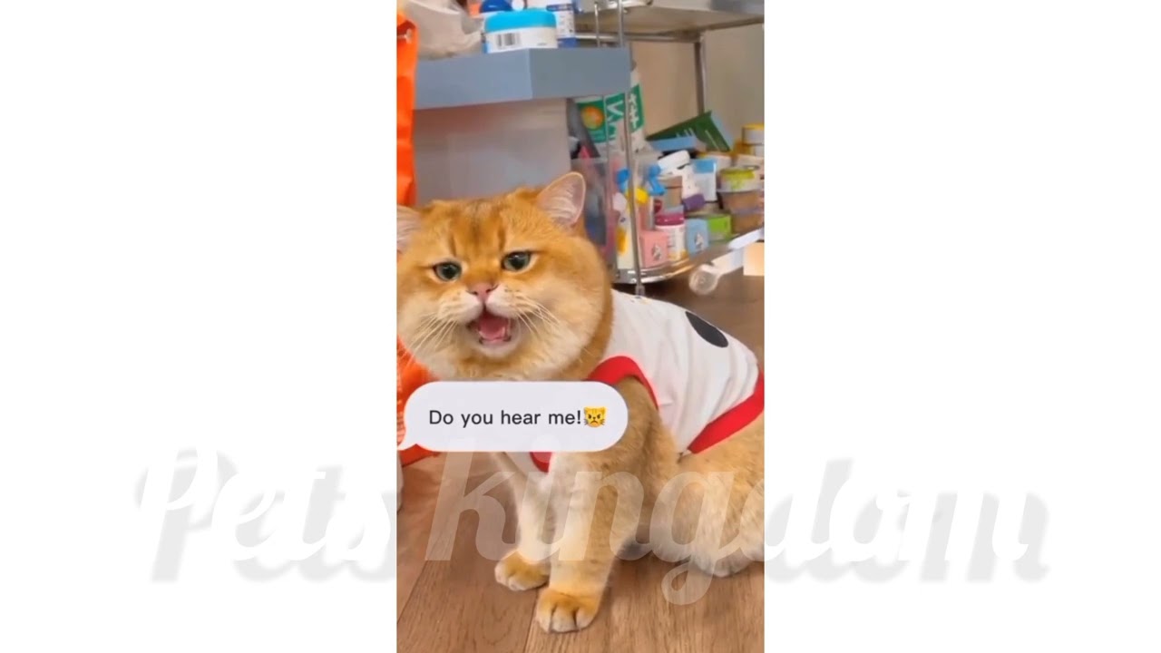 So Adorable Cats🥺😍🤩 | #cat #youtubevideo #2023