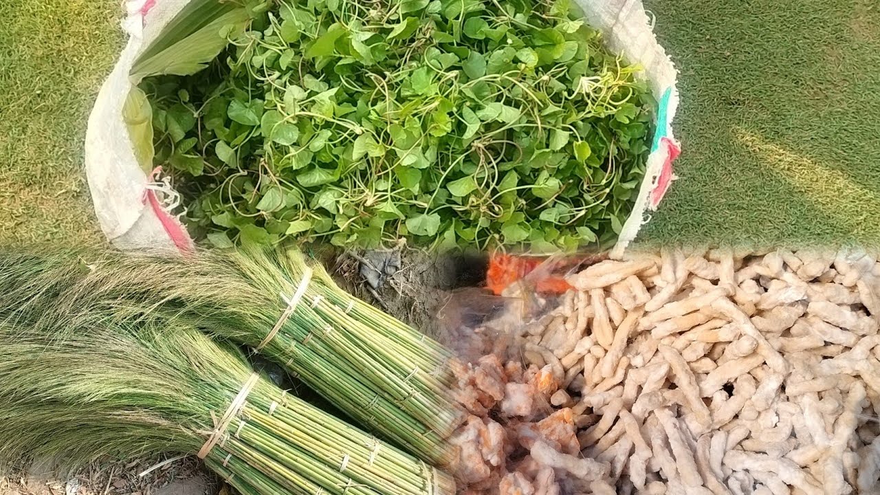 New broom arrived in the market//had sweet candy//had sweet corn 