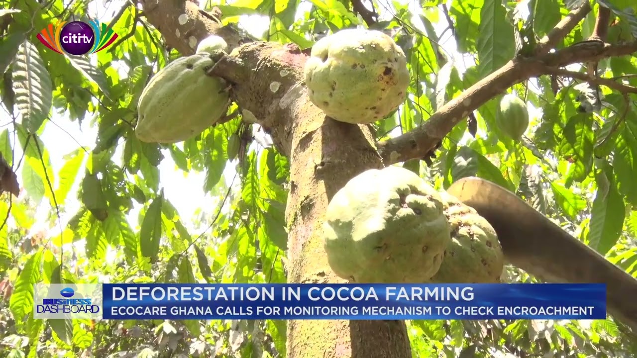 Set up monitoring mechanism to check deforestation in cocoa growing areas - Ecocare Ghana