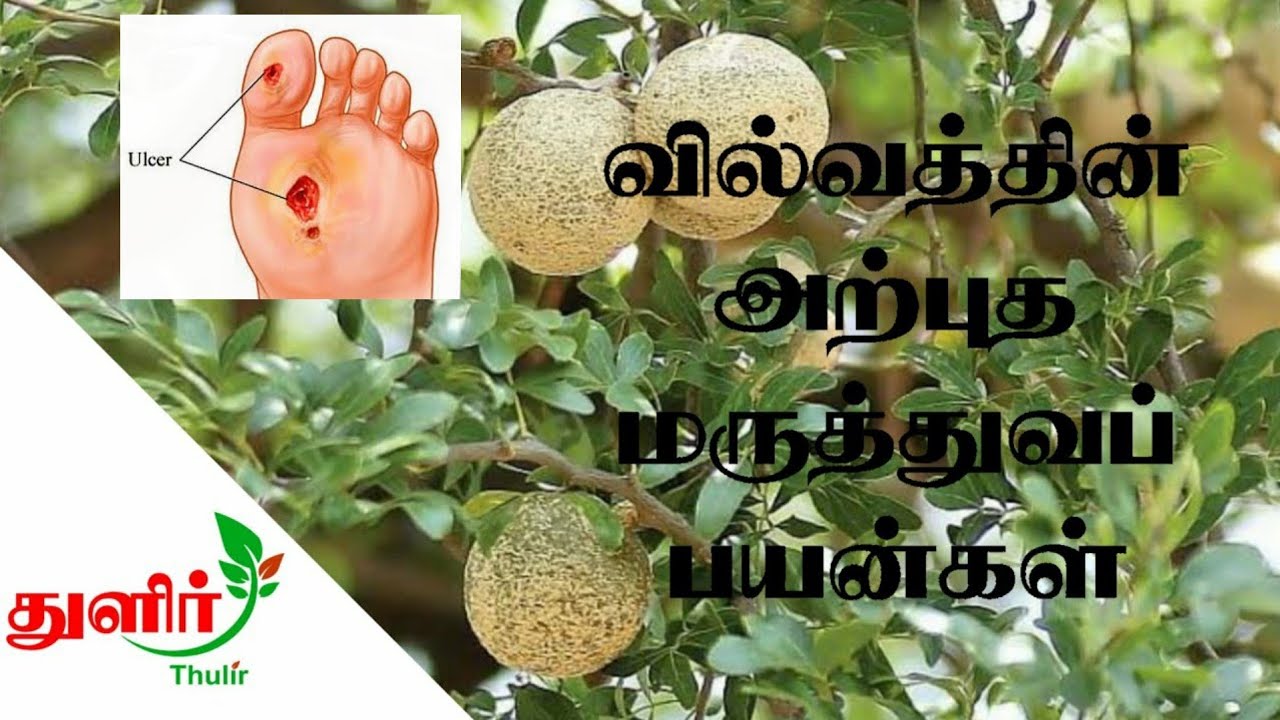 வில்வத்தின் மகிமையும் மருத்துவ பயனும் | Benifits of vilva ilai| Thulir