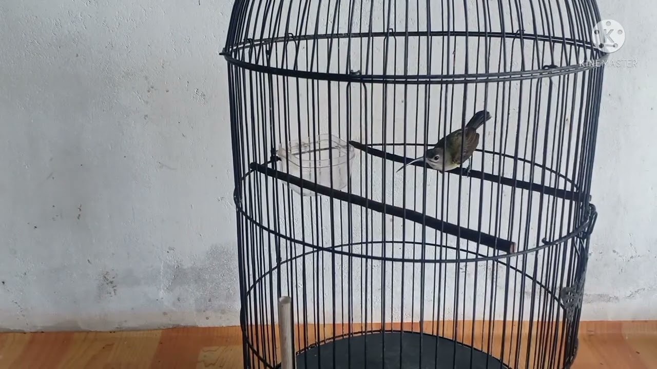 perawatan burung pijantung agar cepat gacor