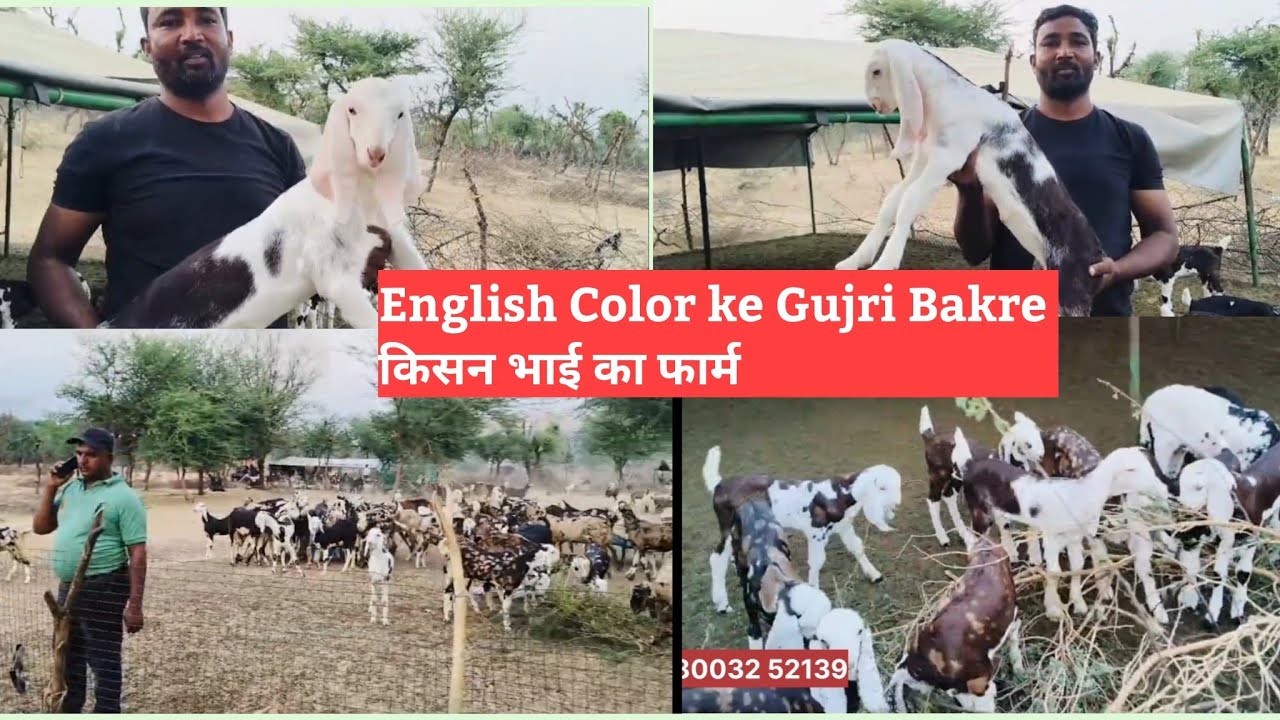 गुजरी बकरी ओर अच्छे ब्रीडर का फायदा | Gujri Goat kids Direct Jungle se Gujjar bhai ka Collections .