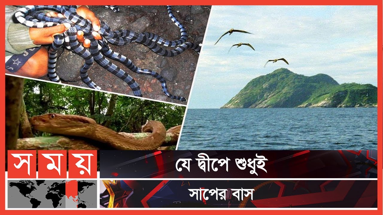 ‘স্নেক আইল্যান্ড’ যেখান থেকে কেউ জীবিত ফেরে না | Snake island | Somoy TV