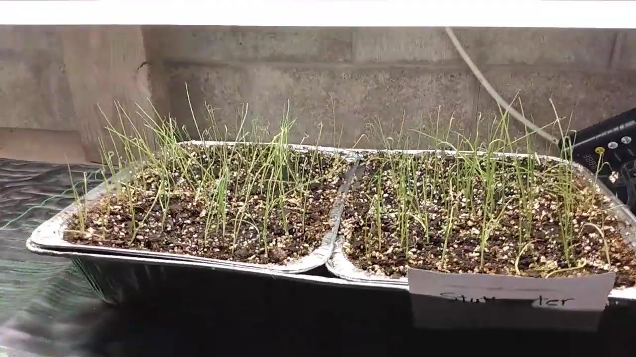 Onion Plants Growing Indoors Under Light