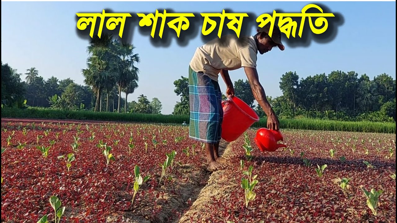 লাল শাক চাষ কি, আসলেই লাভজনক?