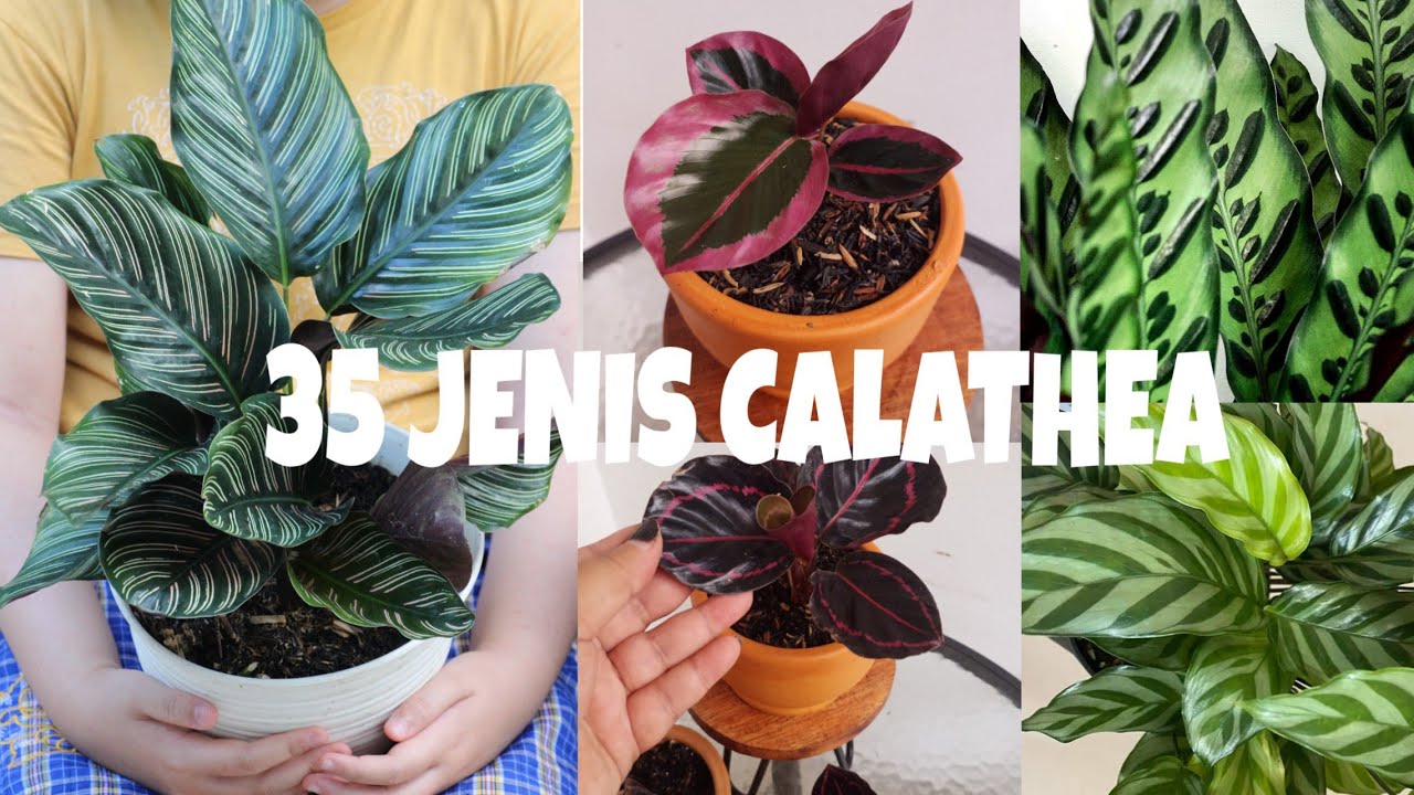 35 JENIS CALATHEA / 35 CALATHEA VARIETIES