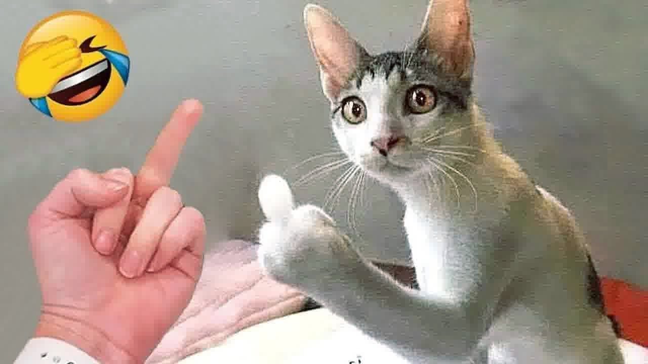 Попробуй не засмеяться 😂 Самые смешные животные 😹🐶 Часть 12