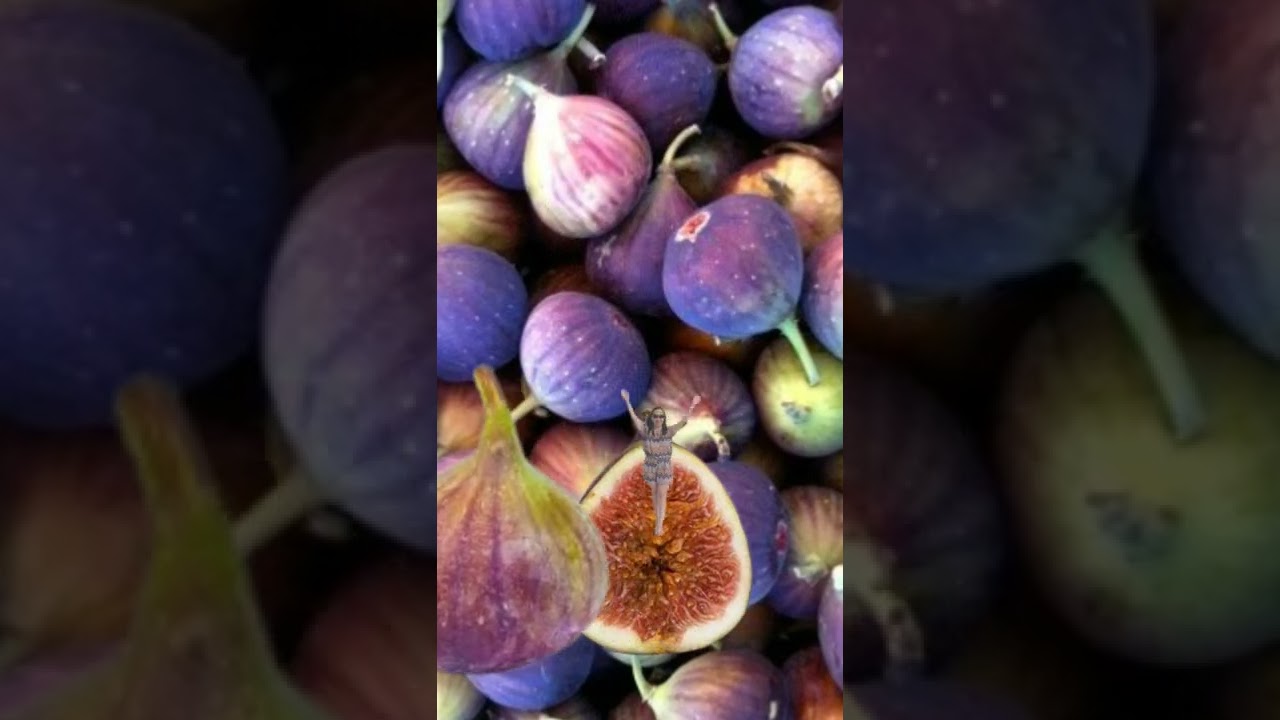 Fig fruit 
