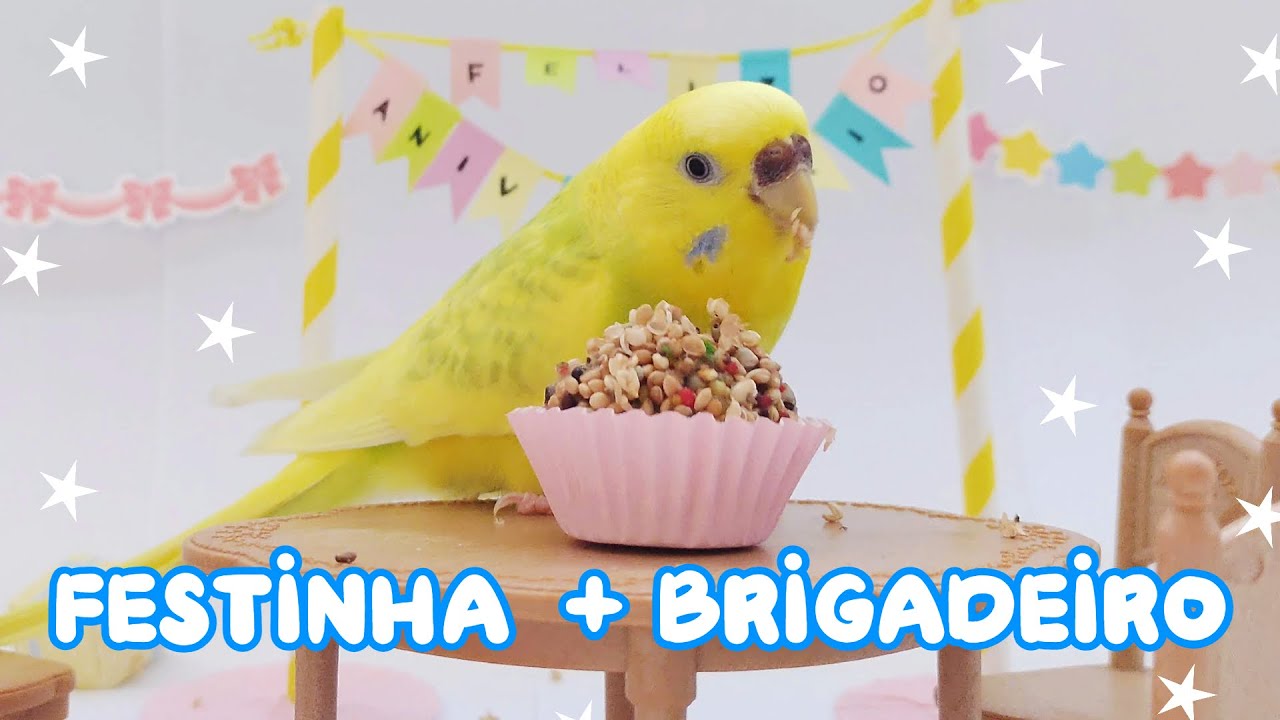 FESTA DE ANIVERSÁRIO PARA PÁSSAROS (festinha + brigadeiro) - Periquitos Australianos | Batatube