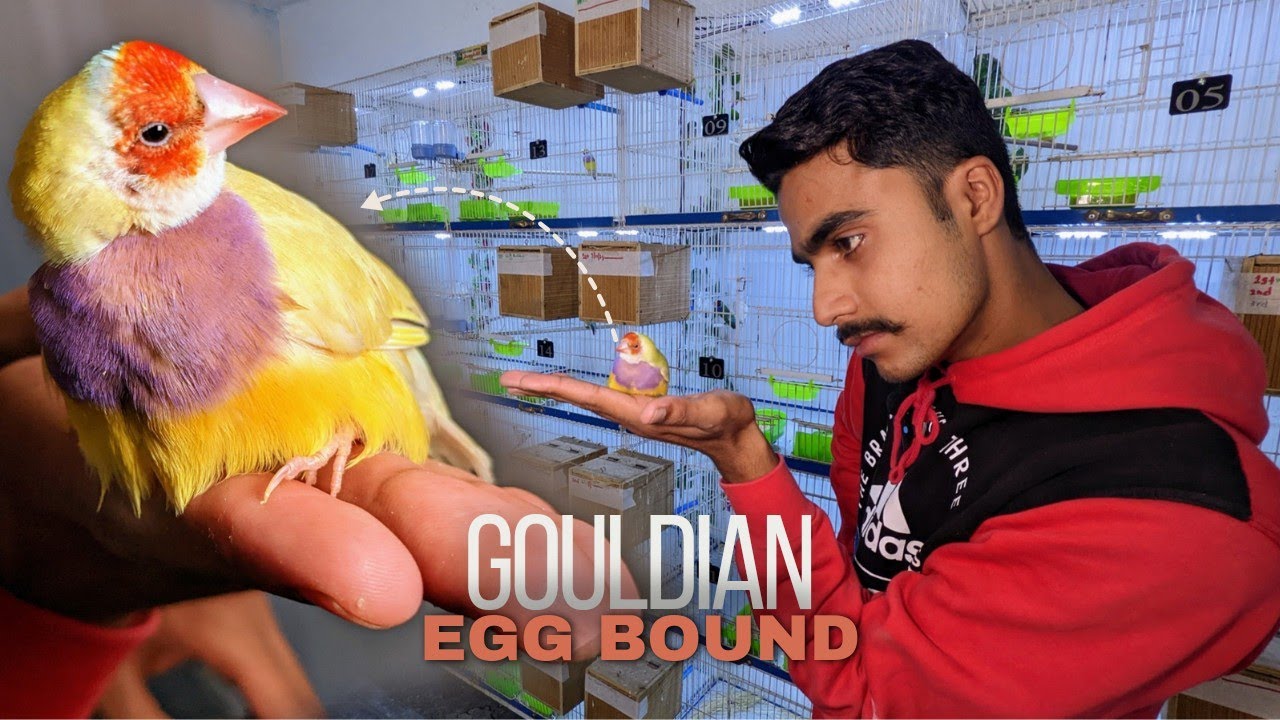 Gouldian finch Egg Bound issue || Gouldian finch ki female ko Egg Bounding ho gi hy