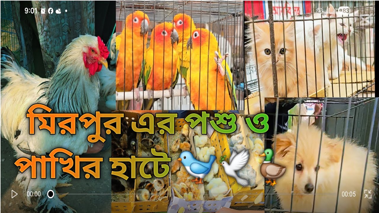 মিরপুর পাখি 🐦🦜, বিড়াল,🐱কুকুরের 🦮 হাট,,,বিশাল হাট৷ ❤️💙🤎💜💚🧡মিরপুর  ১ 🦜🦜🦜🦜🦜