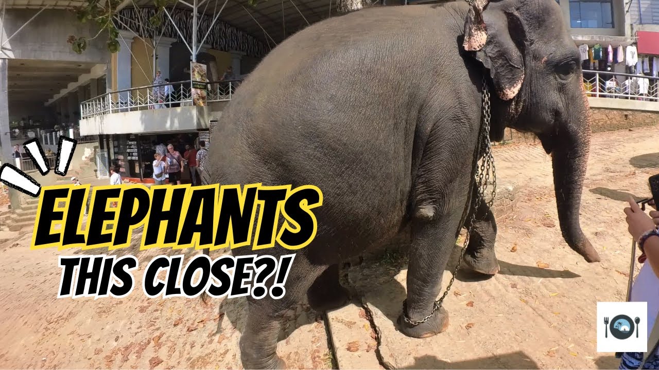 Pinnawala Elephant Orphanage Visit | Sri Lanka