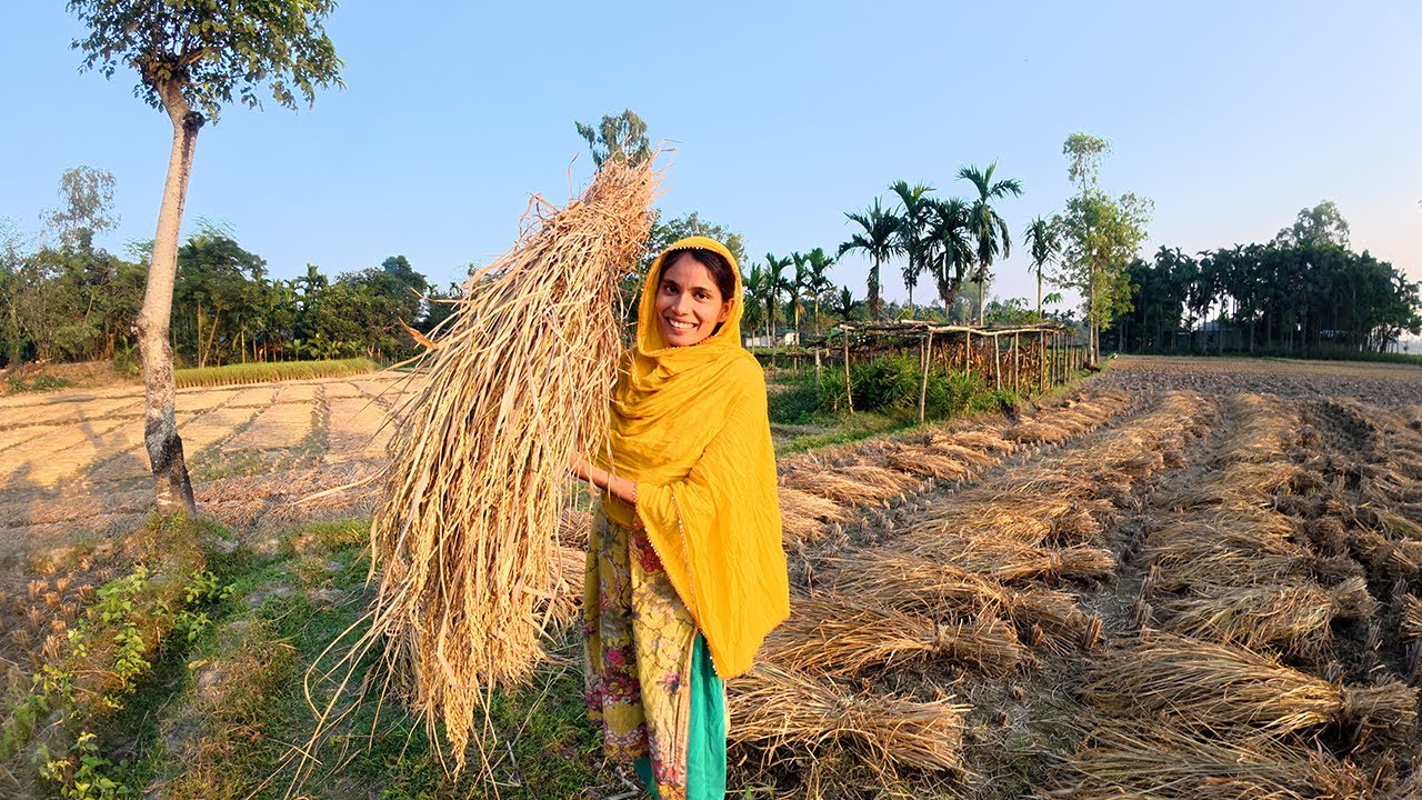 এবার ধানের ফলন কেমন হইলো । Lr Agro