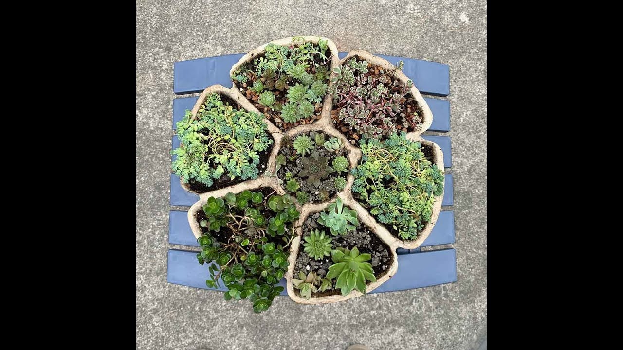 Homemade Cement Succulent Planter - Flower Shaped