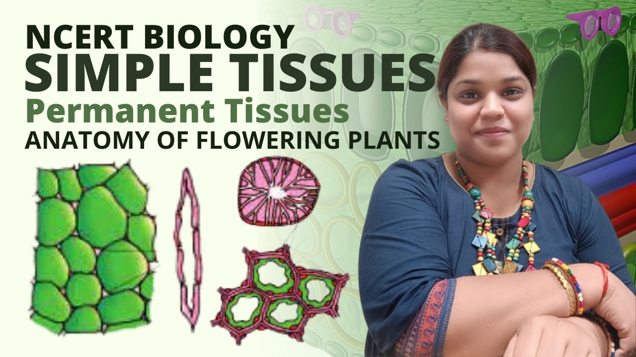 Simple tissues | Permanent tissues | Class 11 Biology | NCERT