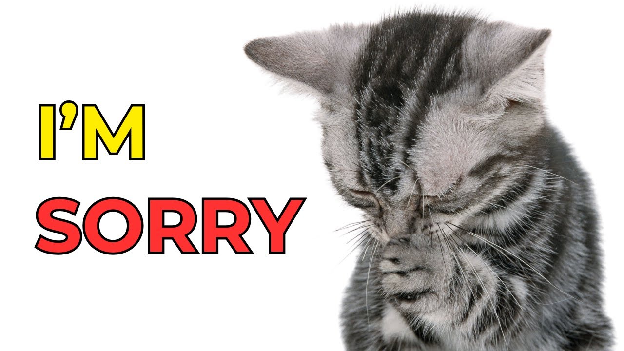HOW DO CATS APOLOGIZE TO HUMANS? ❤️