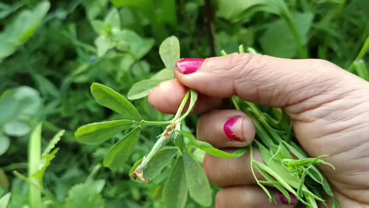 आज हम बनायेंगे सब साग कमेंट कीजिये🙏 और ससकराईब कीजिये#funny #viral #video #valogs 