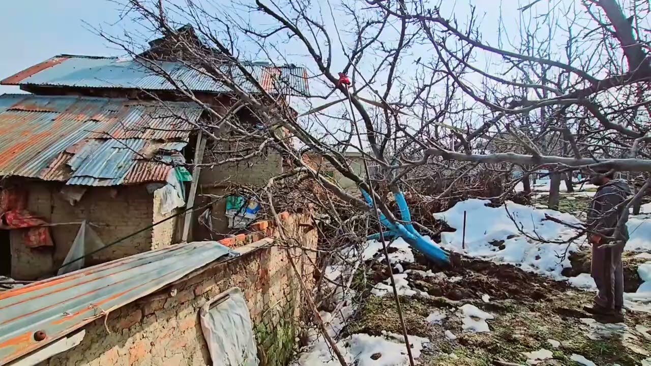Возведение поваленной ветром яблони с помощью цепного блока.