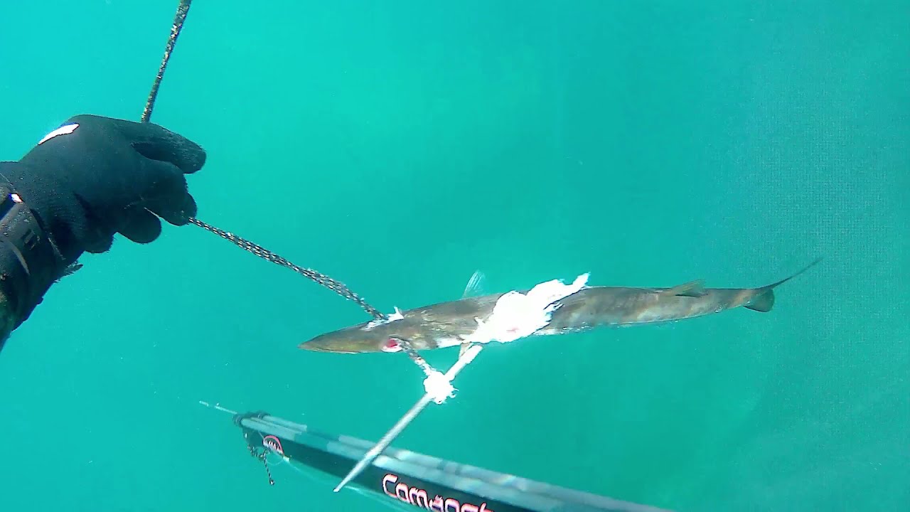 Probando NUEVO fusil (Cressi Comanche) - PESCA SUBMARINA - Noel js