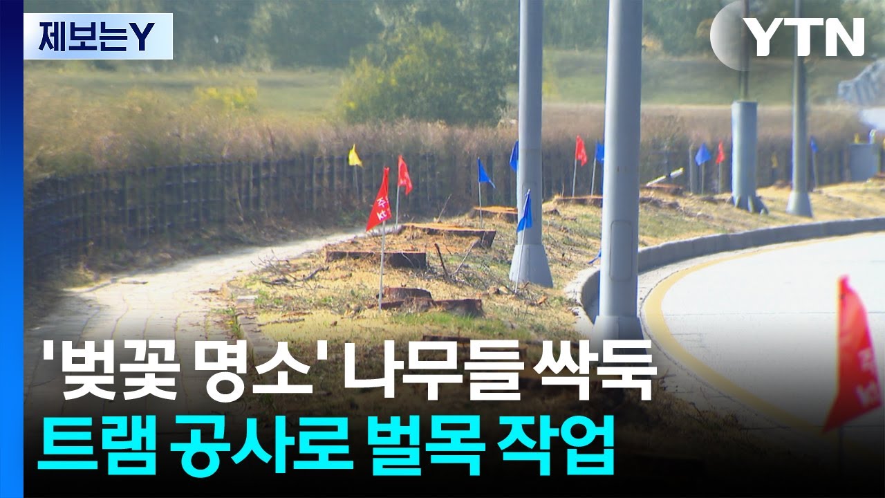 [제보는Y] 트램 공사로 수백 그루 나무 싹둑...뒷북 행정 논란 / YTN