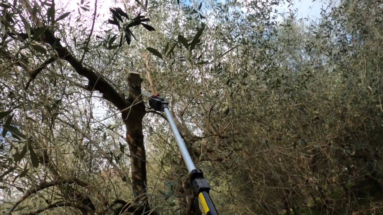 Esempi di utilizzo della elettrosega su asta telescopica nella potatura di riforma di olivo