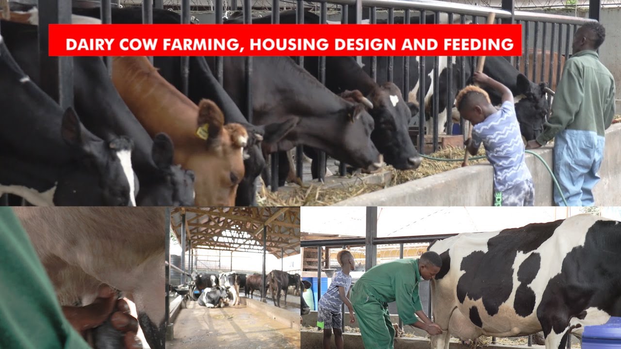 MAKING CHEAP AND QUALITY DAIRY ANIMALS FEEDS