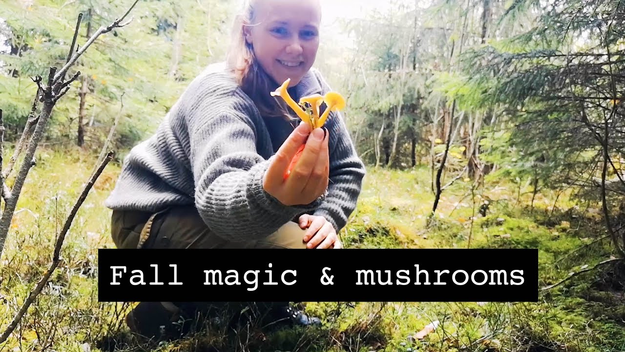 I went mushroom picking in the magical Norwegian forest