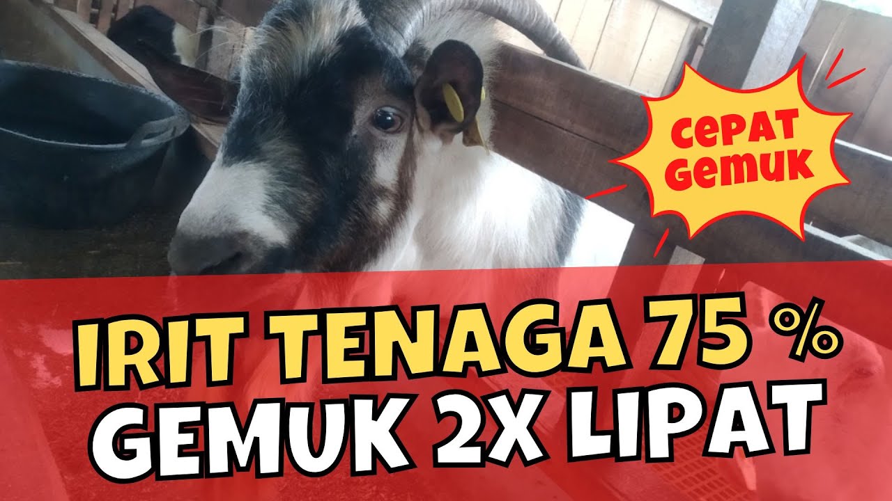 Rahasia Pakan Kering Bikin Kambing Gemuk dalam 14 Hari‼️