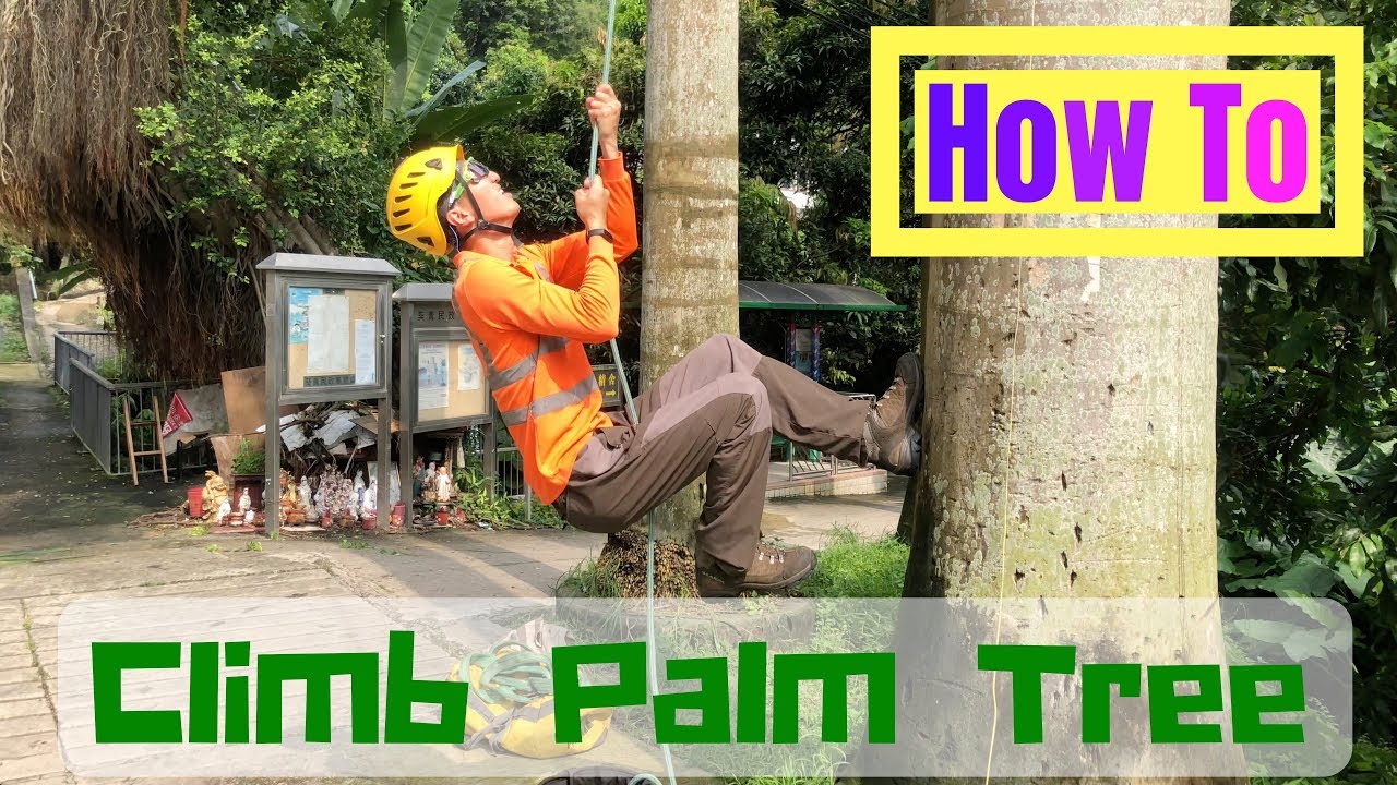 [ How To 點搞 ] Climbing Palm Tree SRT Setup without spurs 椰子樹 攀爬方法