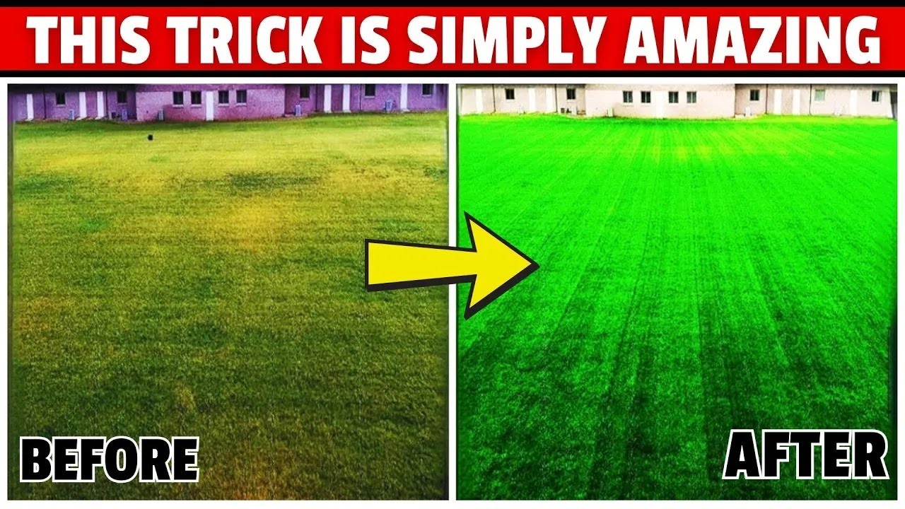 How to Get A Lawn That Everyone Will Admire – Thick & Green