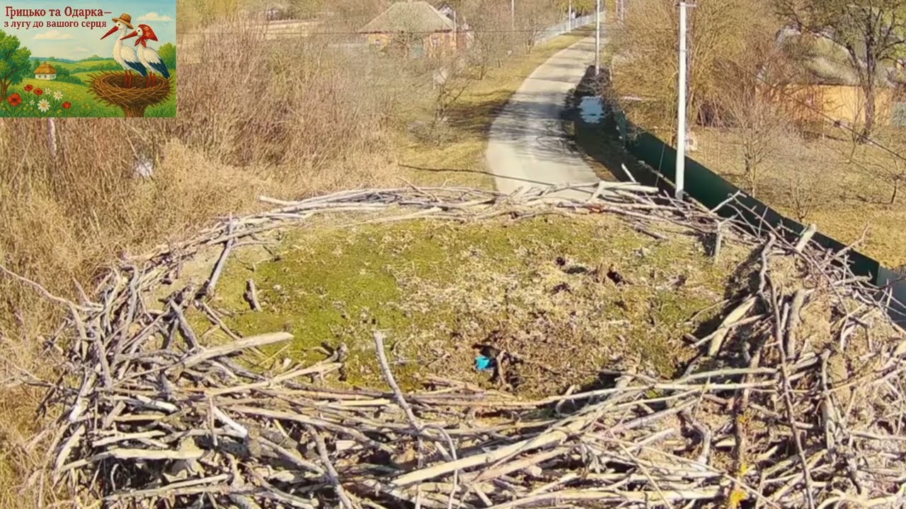 П’ятничний ранок | Спів птахів у гнізді лелек 🐦🪺