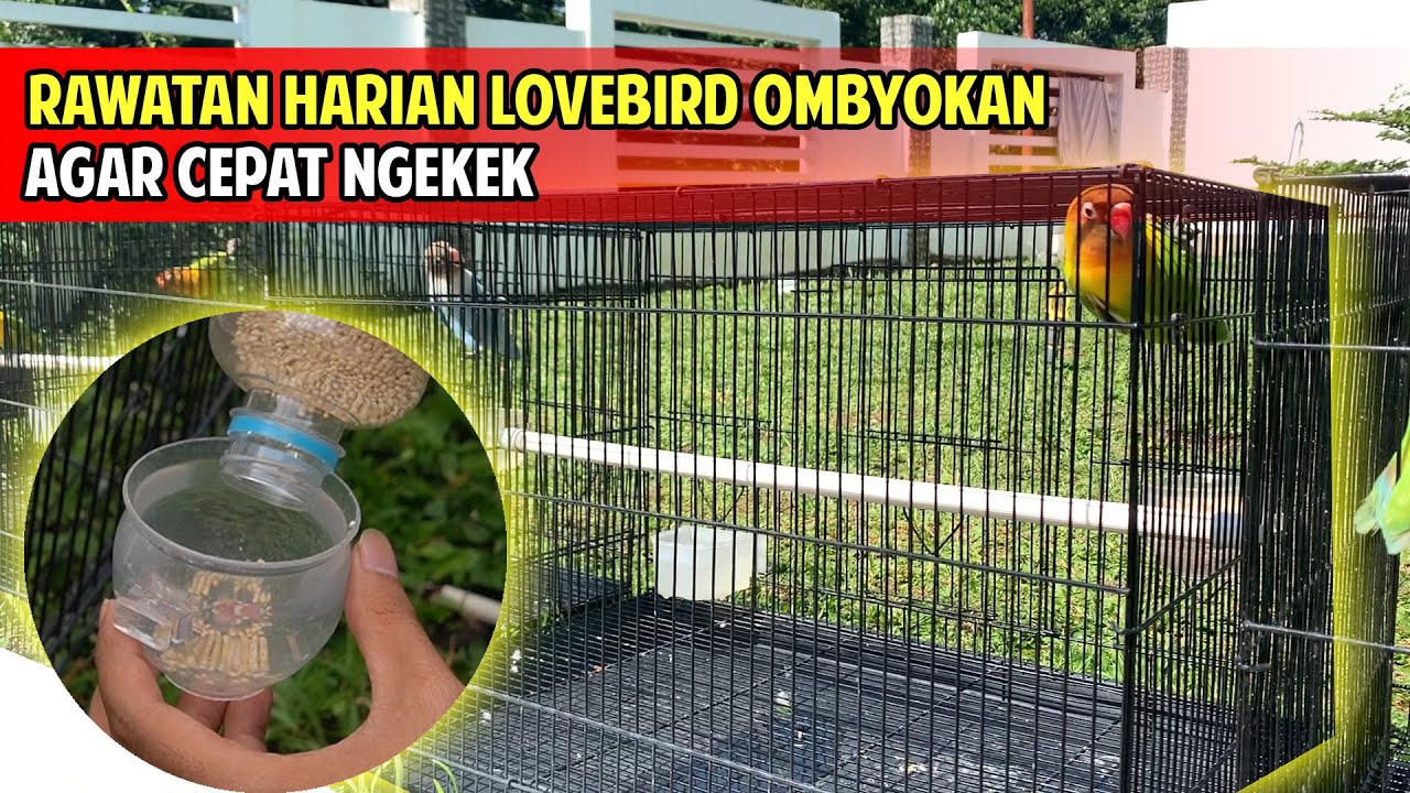 PERAWATAN DASAR LOVEBIRD OMBYOKAN