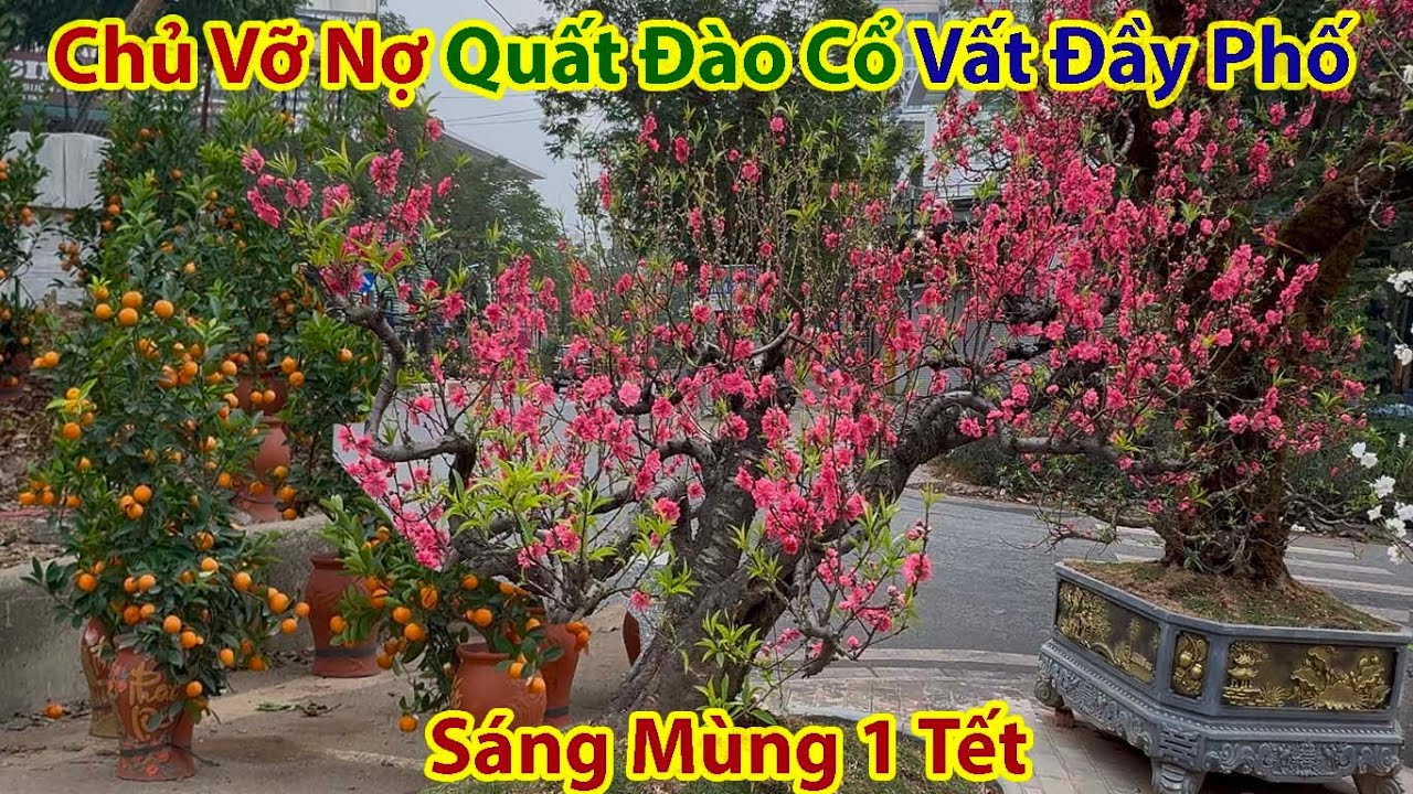 Sốc Nặng Sáng Mùng 1 Tết Quất Đào Cổ Rực Rỡ Vất Đầy Đường Phố Hà Nội