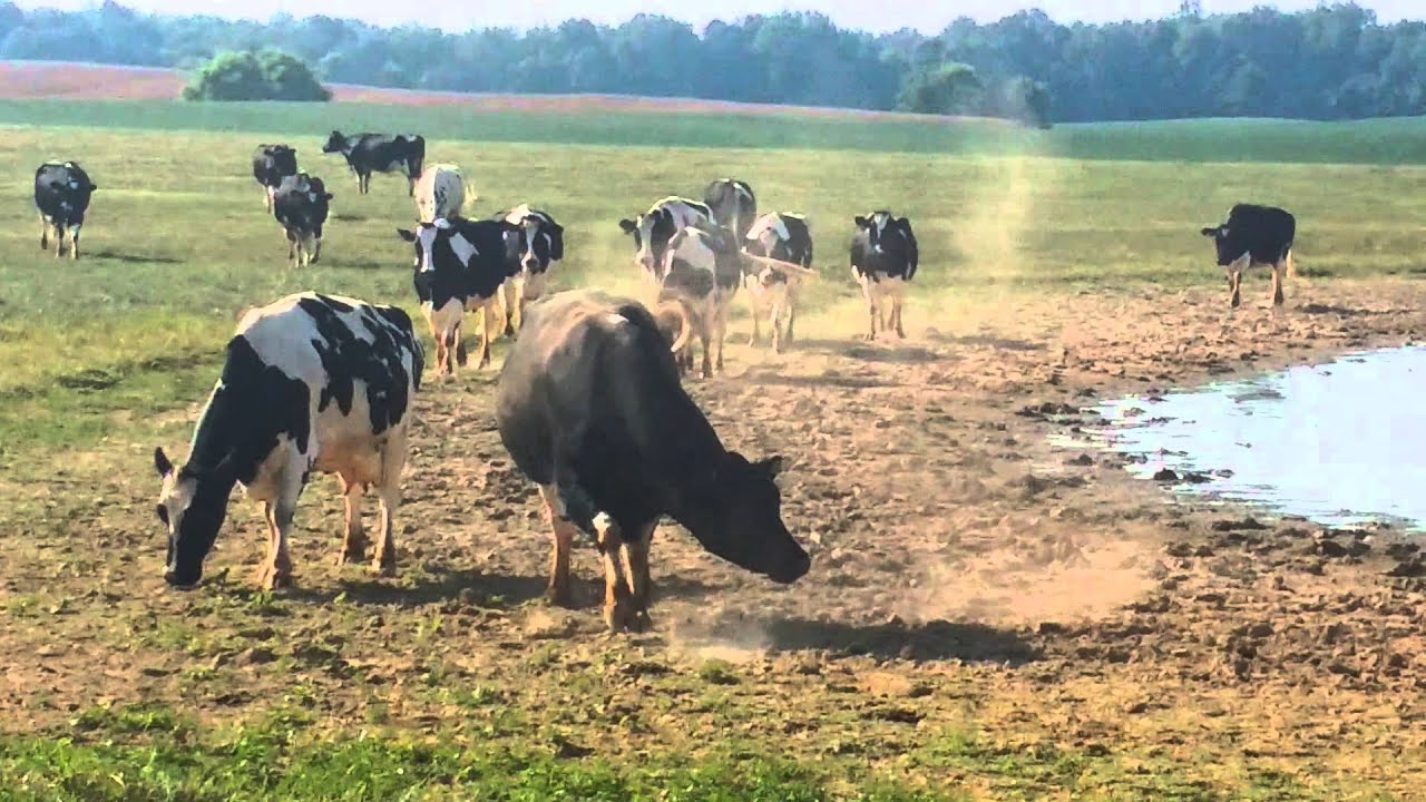 Angry bull faces off with Fred the bull