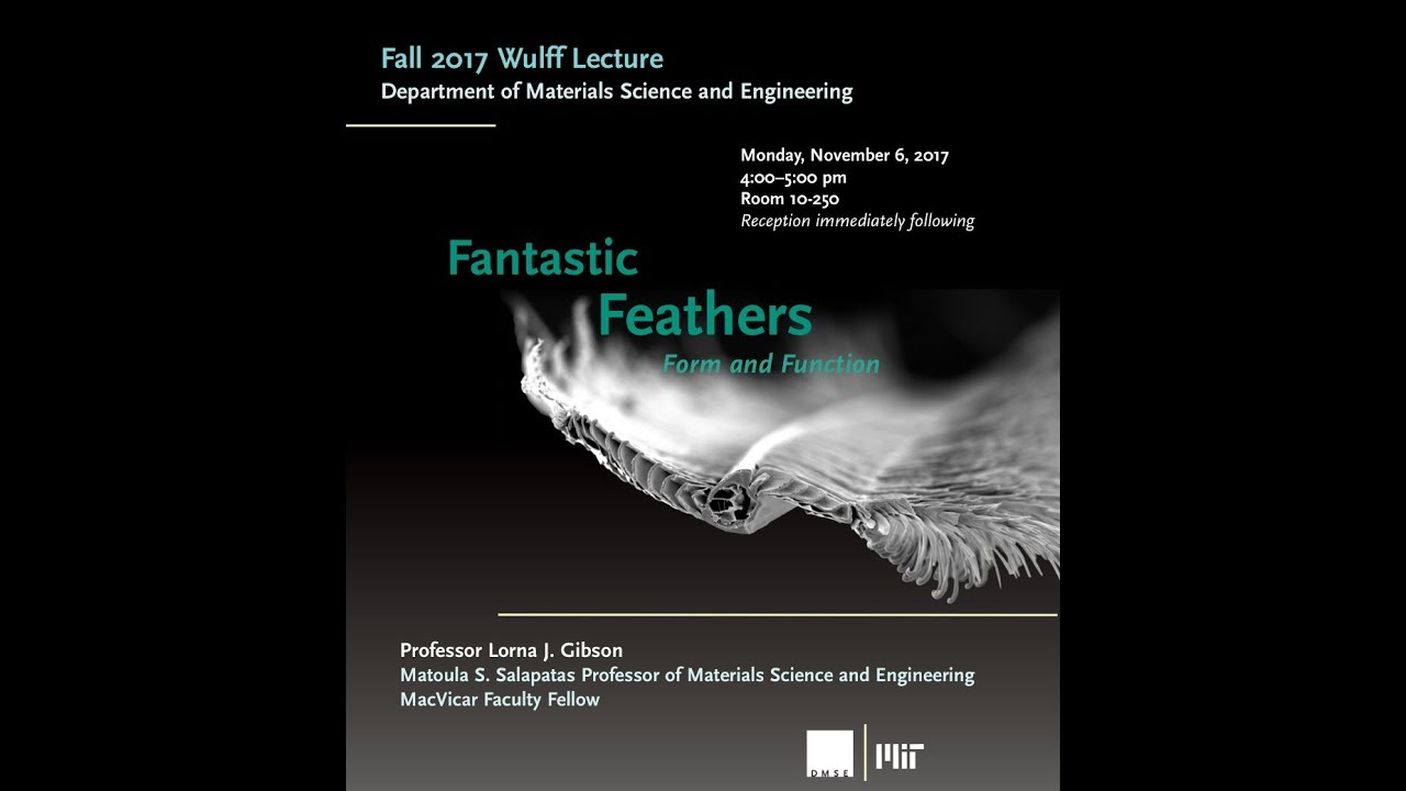 Fantastic Feathers: Form and Function