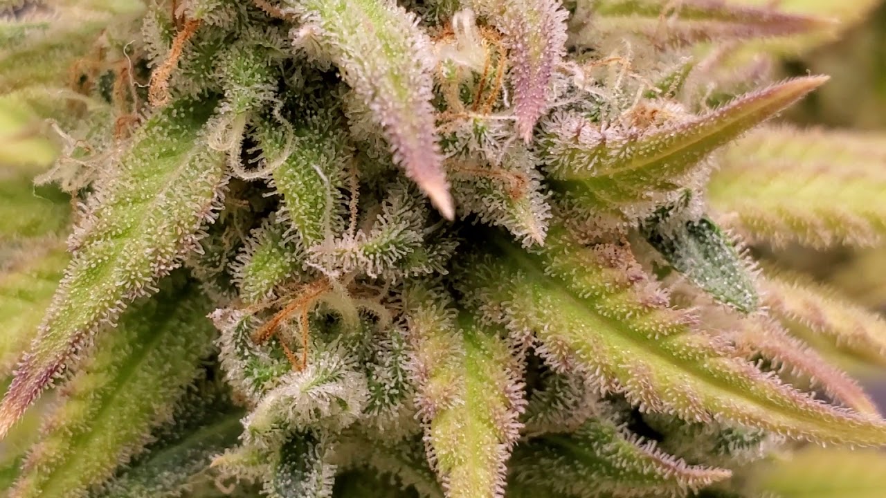 Why Growing WEED Indoors is AWESOME   😁💨👍 TV 420 📺