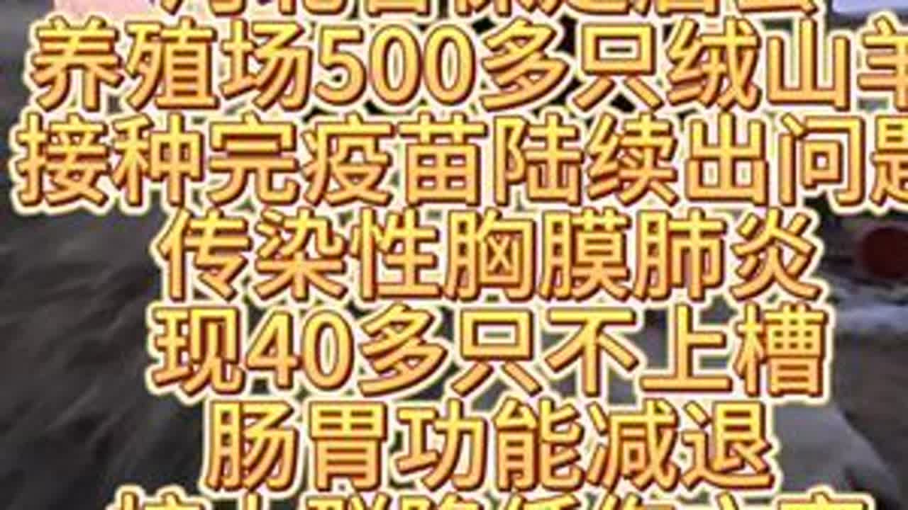 #羊传染性胸膜肺炎 #羊烂肺病 #羊传胸 #羊传胸疫苗 #羊烂肺