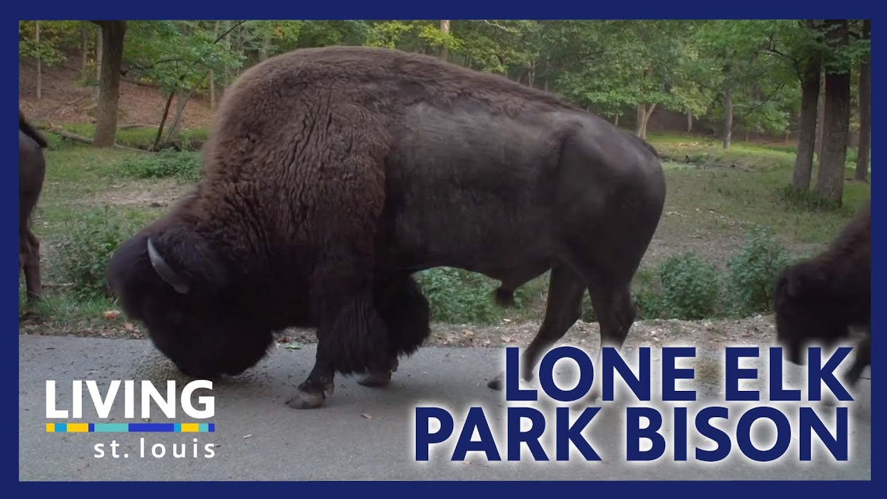 Lone Elk Park Bison | Living St. Louis