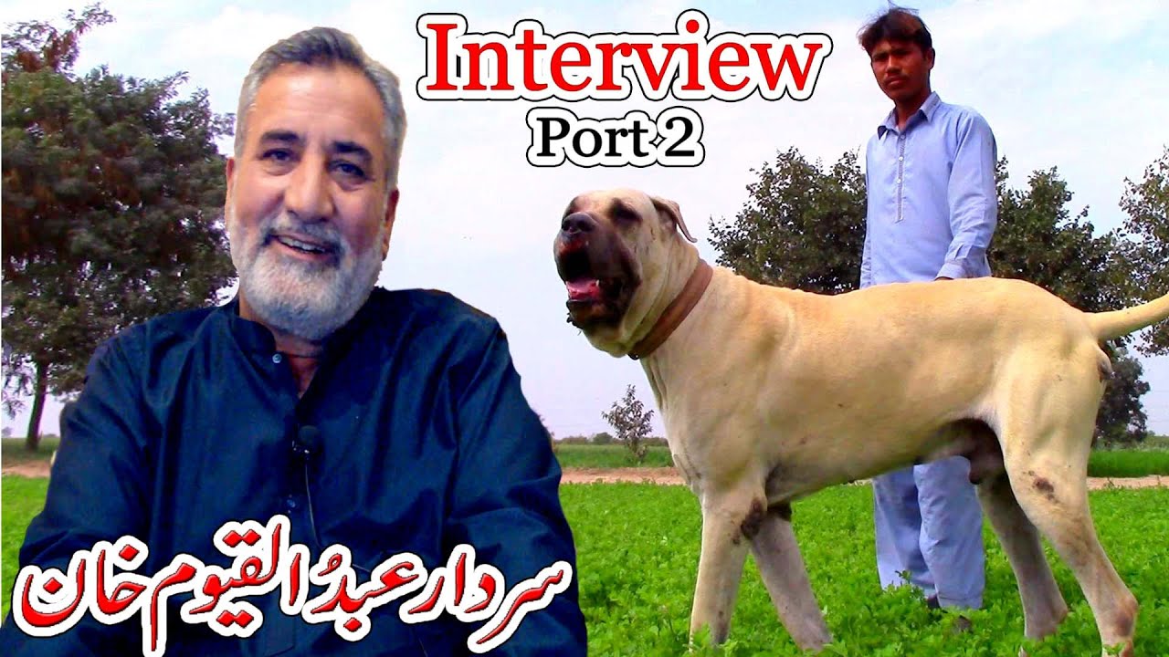 Pakistani Dog Lover Abdul Qayyum khan | Bully Kutta Lover in Pakistan
