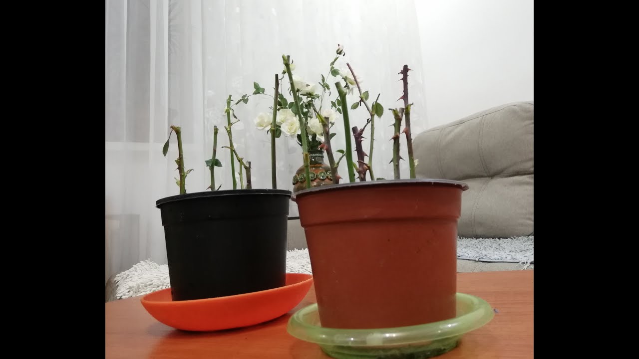 Осеннее черенкование роз🌹 В домашних условиях , очень просто !