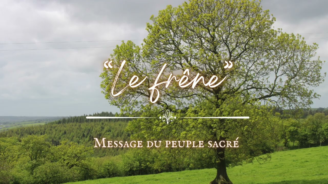 Message du peuple sacré - Le frêne