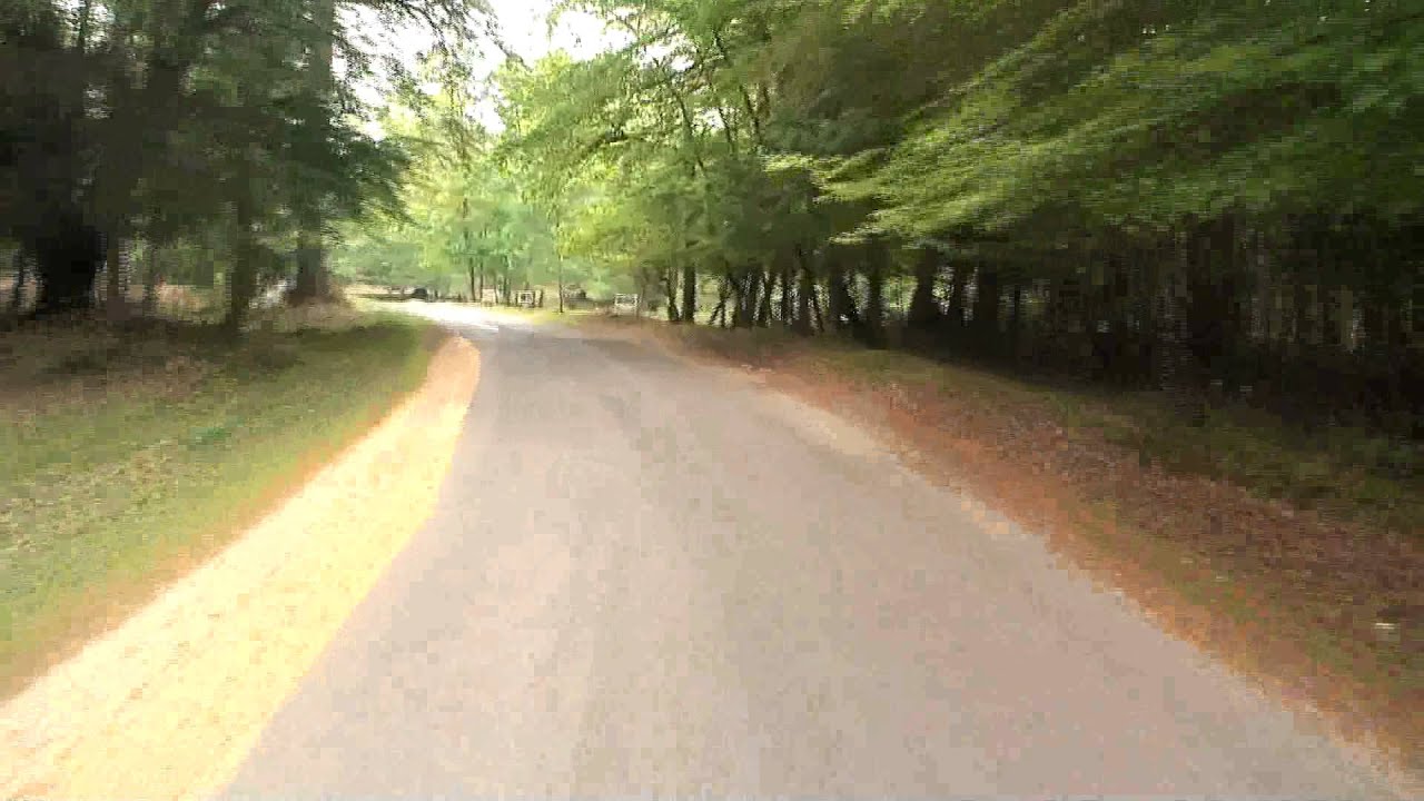 New Forest Bolderwood Arboretum Ornamental Drive