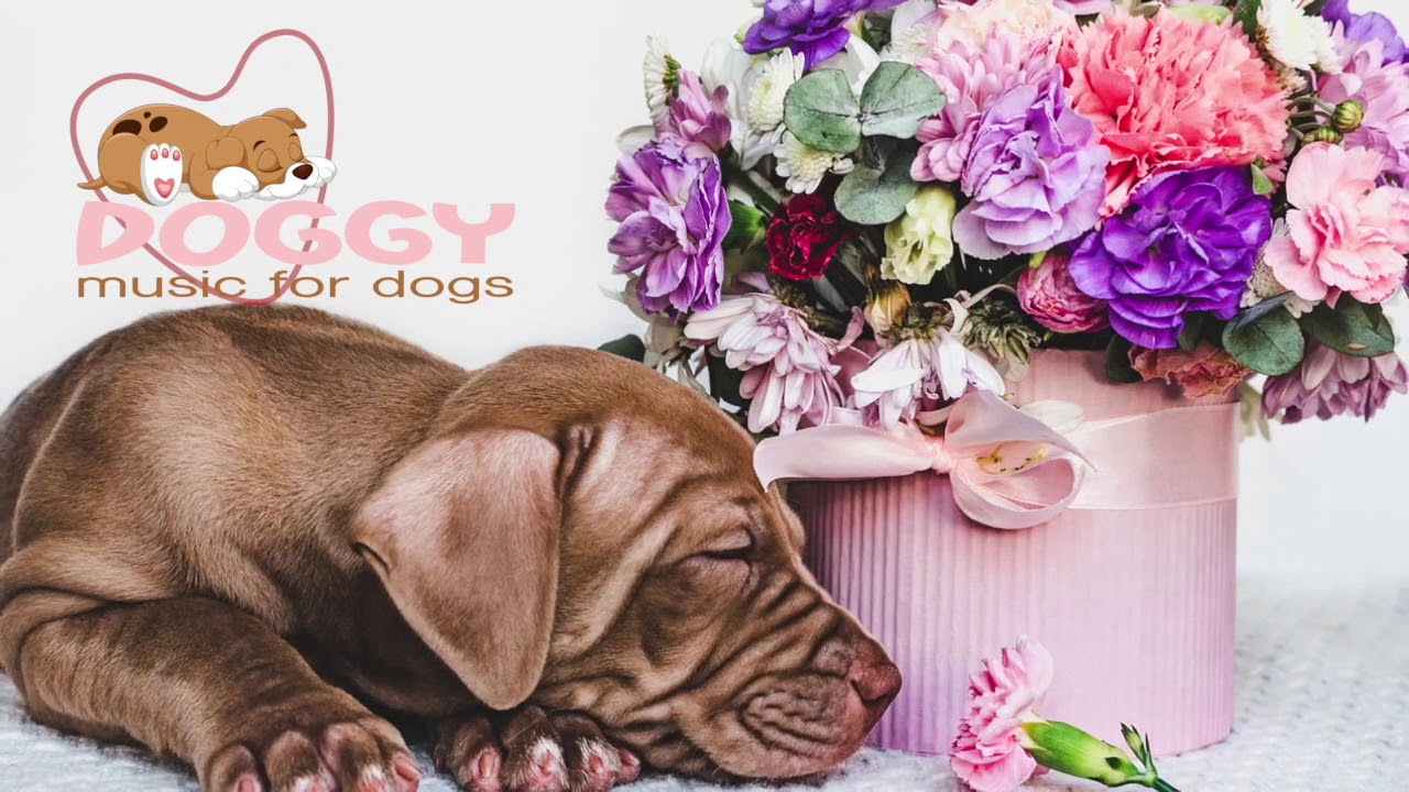 Gentle Songs to Relax and calm down your pets and dogs