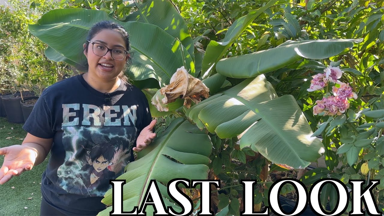 Mangoes & Soursop in Arizona? Final Tour of My Zone 9b Tropical Microclimate
