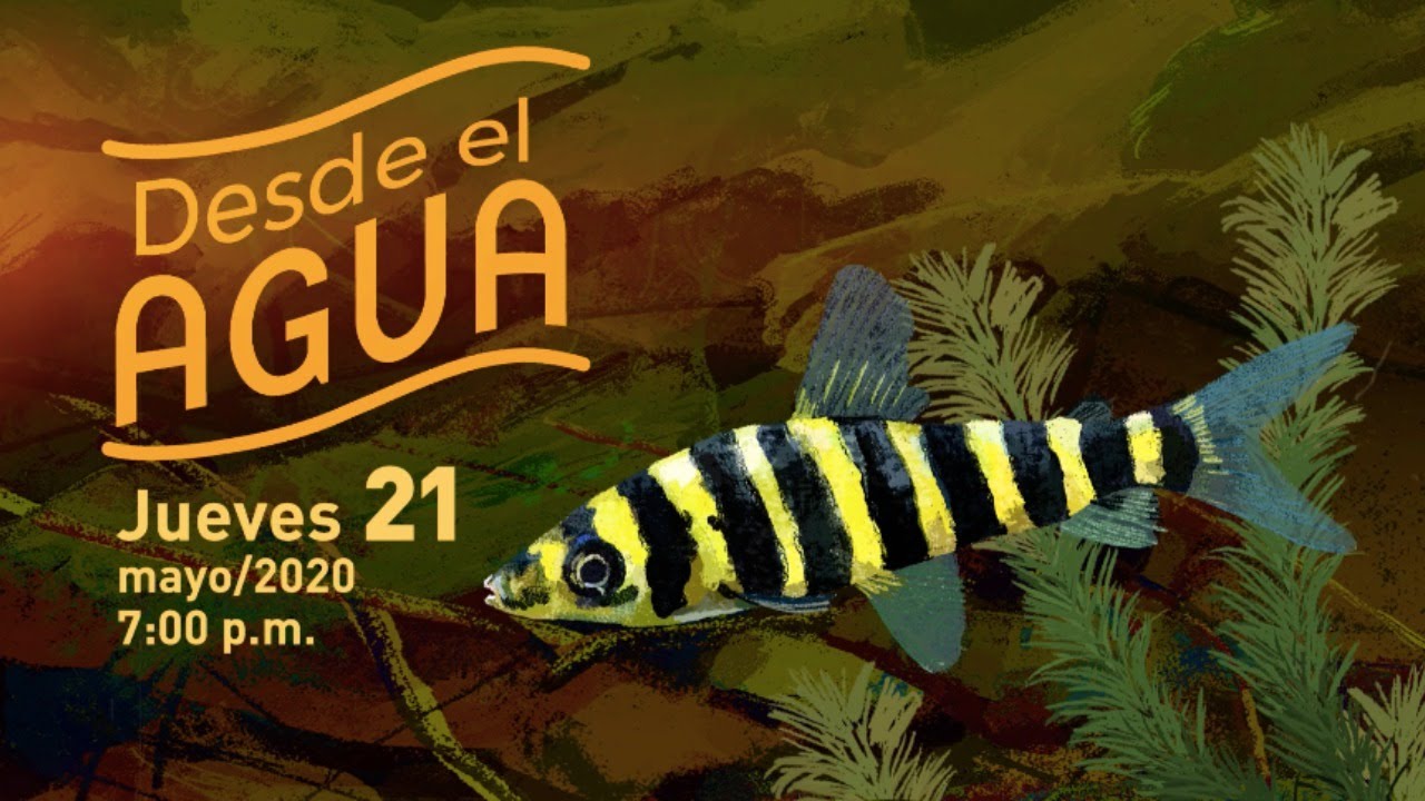 Desde el Agua: el Orinoco | Acuario | Parque Explora