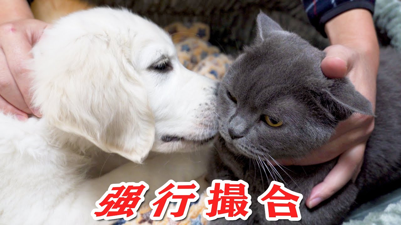 新来的小金毛不服猫大哥，铲屎官：那就亲一个！
