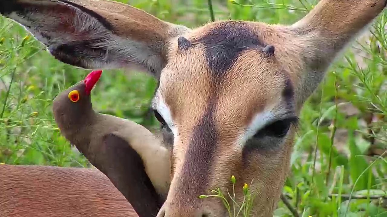 Djuma: Oxpecker working hard on young Impala's ear - 