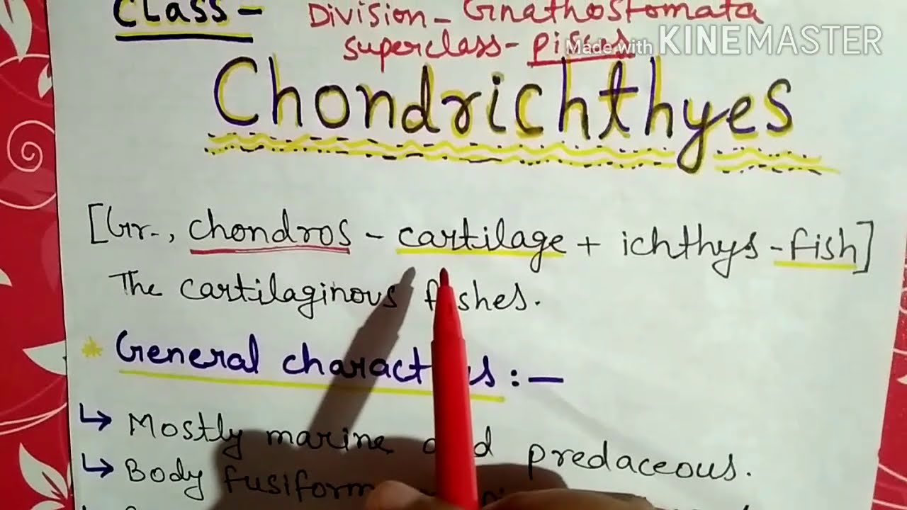 Class chondrichthyes characters and classification in Hindi
